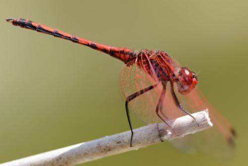 Réf. 231 073 : Trithemis arteriosa